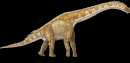 animali/dinosauro/brachiosaurus.gif