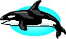 animali/orca/mammiferi_acquatici_107.jpg